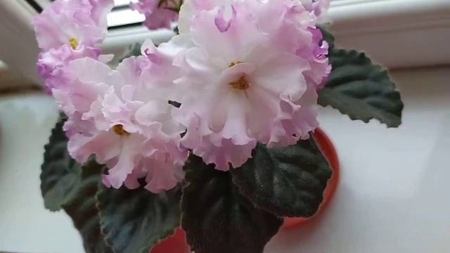 #фіалка ЛЕ-Розовые Сны смотреть онлайн