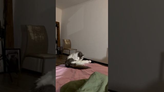 Пальмочка дома смотреть онлайн