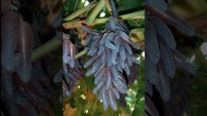 ВИНОГРАД ВЕДЬМИНЫ ПАЛЬЧИКИ