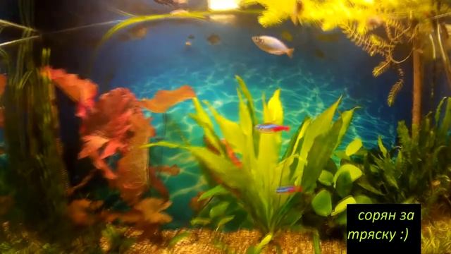 author hobbies №54 (радужница неоновая ) смотреть онлайн