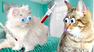 Беременная Кошечка Василиса ЗАБОЛЕЛА!