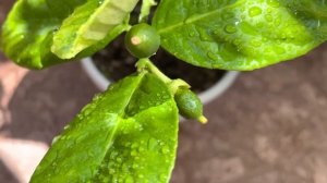 Плоды Лимона. Завязи плодов. Пандероза. Цитрусы.