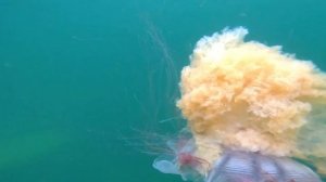 море Владивосток 16 июля 2023 года нырялка за гребешком на острове Русском