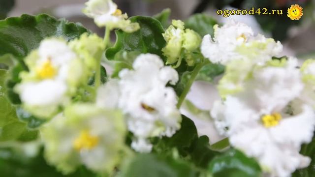 Размножение фиалок листовыми черенками смотреть онлайн