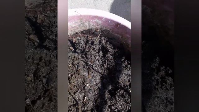 Como fica a terra da composteira, muito boa смотреть онлайн