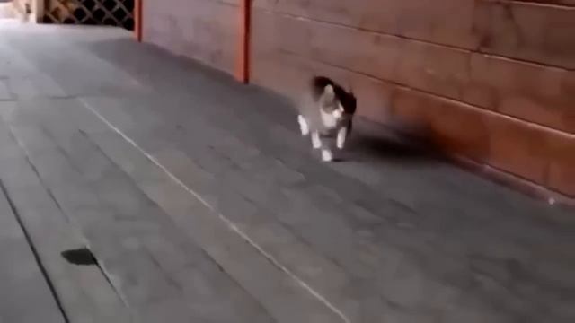 Папич,ту-ту-ту-ту,тутутуту. смотреть онлайн