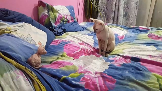 Плохая мать сфинкса смотреть онлайн