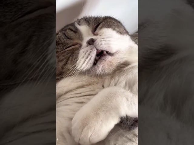 спящий кот смотреть онлайн