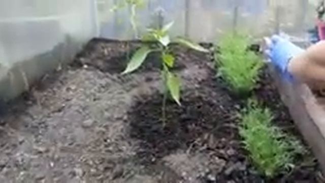 Острый перец. Начало формирования куста. смотреть онлайн