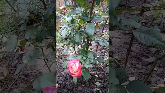 Осеннее цветение розы Мишель друкер. смотреть онлайн