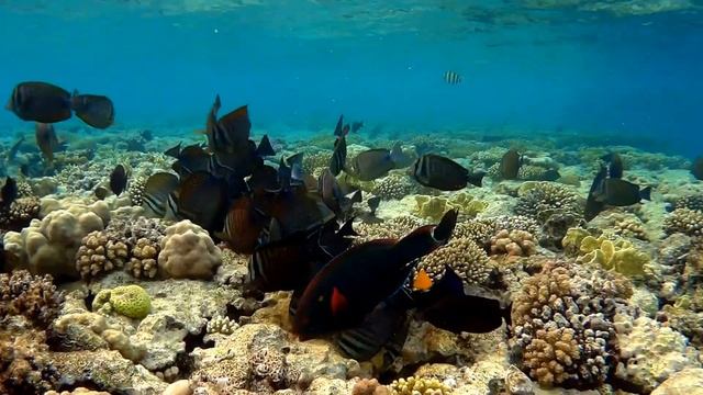 Desjardin's sailfin tang (Zebrasoma desjardinii) school, Парусная зебрасома Дежардена стая смотреть онлайн