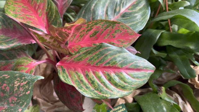 Шикарные Аглаонемы и Антуриумы в новом завозе Цветов! смотреть онлайн