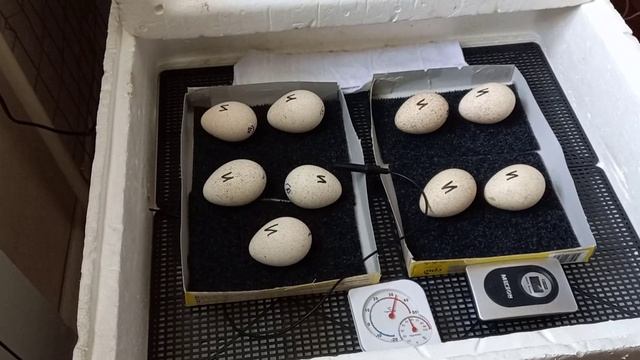 25 день инкубации индюшат и что надо делать смотреть онлайн