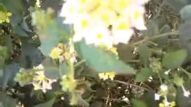 A Two Kind Flower Bush Up The Street - Red, Yellow, And Pink Flowers