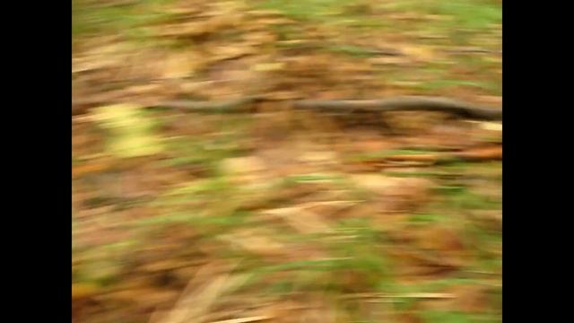 Пошук грибів в лісі...Околиці Львова смотреть онлайн