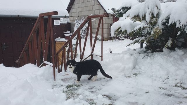 Кот и снег (8 января 2021)