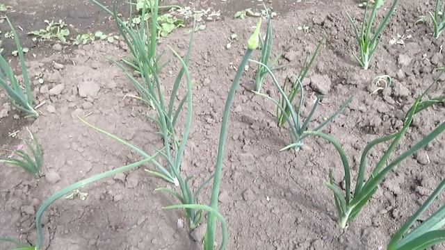 #77 Когда выдергивать стрелку лука.Чем обработать картошку от колорадского жука. смотреть онлайн