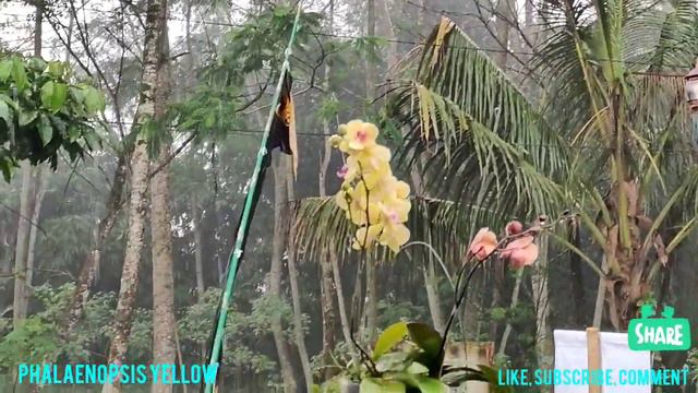 aromatic phalaenopsis yellow orchid full sun & full rain (bunganya harum) смотреть онлайн