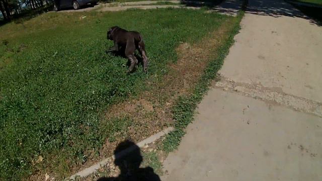 Шарпей на турбазе смотреть онлайн