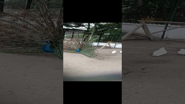 павлин распушил перья смотреть онлайн