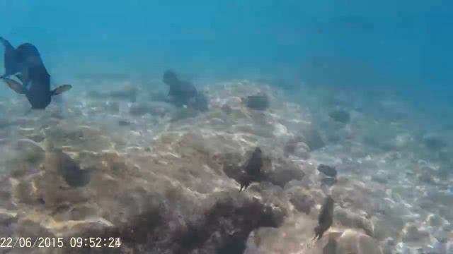 Подводная съемка рыб красного моря Египет Шарм эль шейх смотреть онлайн