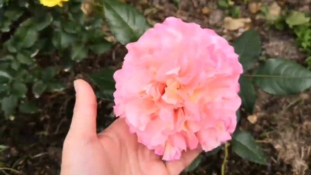 Мои розочки патио. Роза Клементина, Бэби романтика, Сандмейд. Вечно болеющая туя. Rose смотреть онлайн