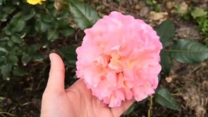 Мои розочки патио. Роза Клементина, Бэби романтика, Сандмейд. Вечно болеющая туя. Rose