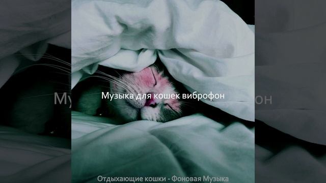 Звуки (Котята)