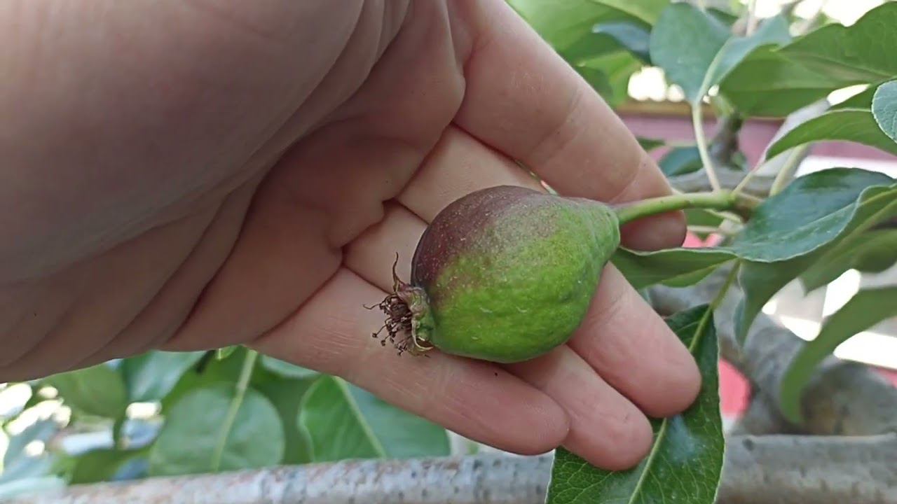 Как переправить взрослое дерево на другой сорт не нанося смертоносного вреда. смотреть онлайн