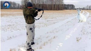 ОХОТА ТРОПЛЕНИЕМ НА ЗАЙЦА БЕЛЯКА В ОДИНОЧКУ