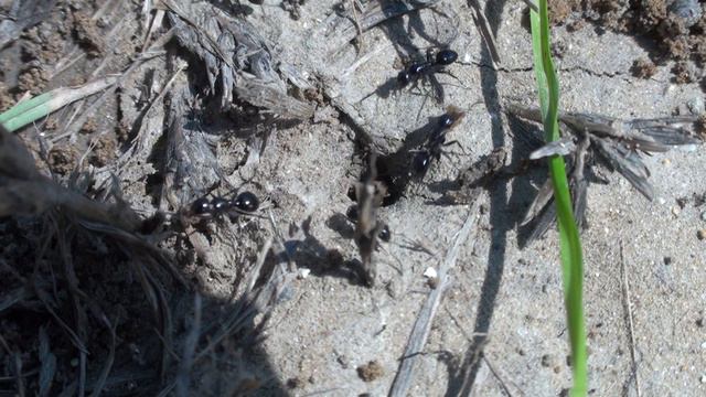 Camponotus piceus смотреть онлайн