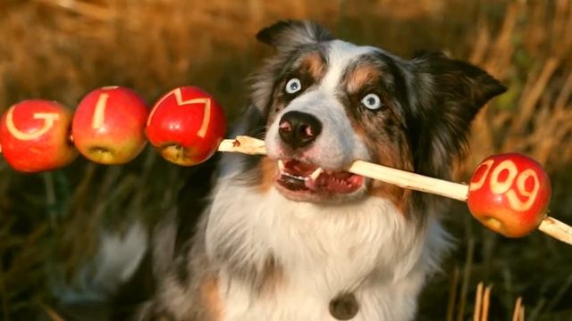 Gimdog для особых моментов удовольствия смотреть онлайн