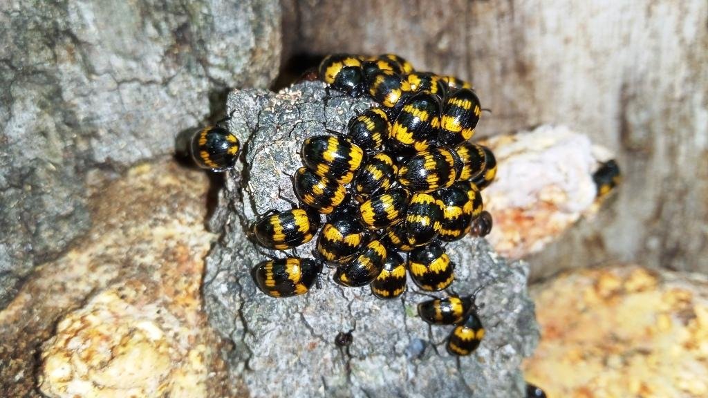 Чернотелка трутовиковая ( Diaperis boleti ) смотреть онлайн