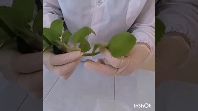 вегетативное размножение растений 1 смотреть онлайн