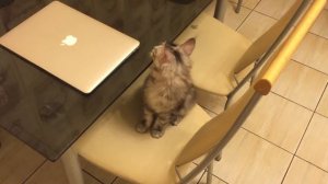 Мейн Кун Шэри. Курлык, курлык )))