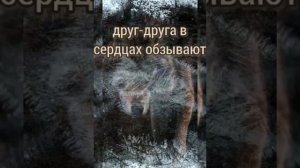 А волки гораздо добрее людей... ( стих про человечество и ЧЕЛОВЕЧНОСТЬ )