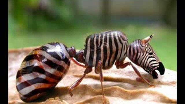 Hybrid Animals смотреть онлайн