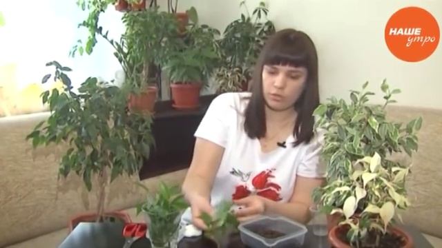 Новый секрет Анны Усовой о фикусе Бенджамина смотреть онлайн