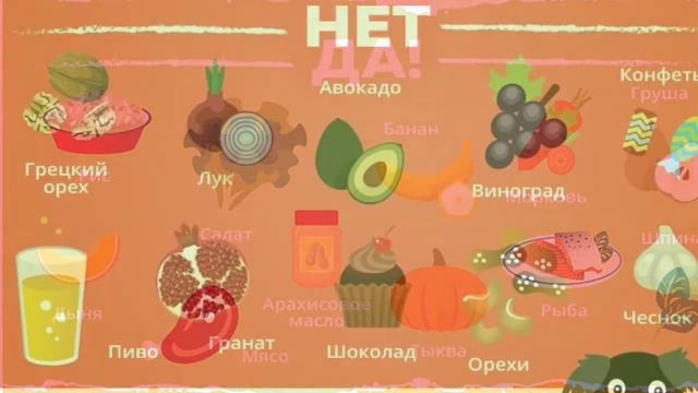 Что можно кушать собакам ? ЧИХУАХУА АФИНА ? смотреть онлайн
