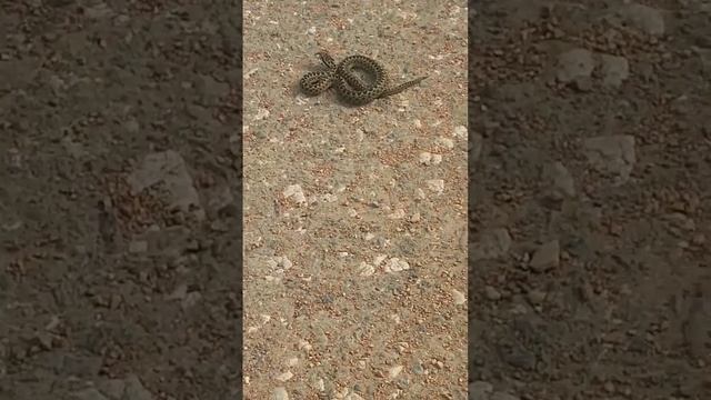 Детёныш змеи смотреть онлайн