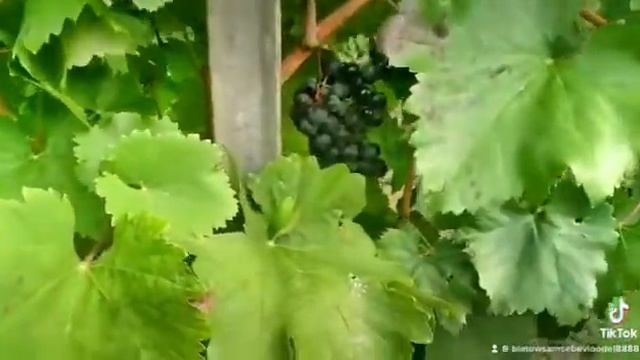 Виноград Саперави ??? Перед отправкой в Нижний Новгород смотреть онлайн