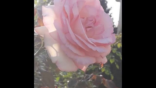 24 мая 2020 г. смотреть онлайн