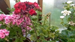 Тюльпановидные пеларгонии. Июль 2021