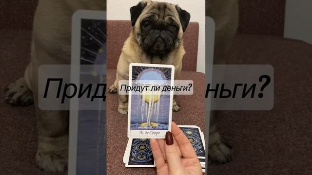 Придут ли деньги? #shorts #гадание #таро #гадалка #мопс смотреть онлайн