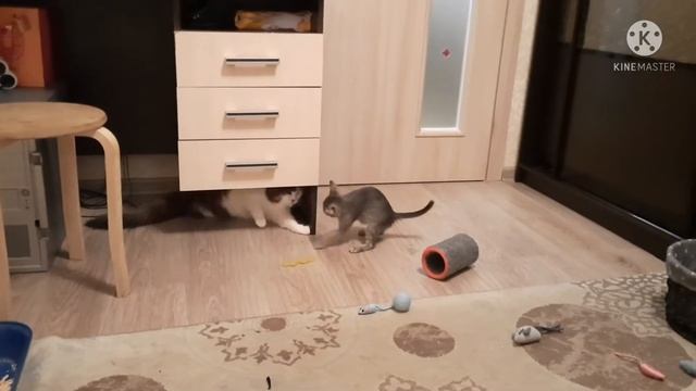 Любимые питомцы знакомятся, смешные и любимые кошки, позитив