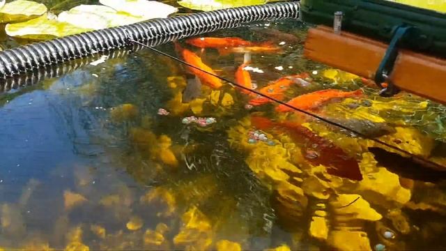 Кормление золотых рыбок. Füttern der goldenen Fische. смотреть онлайн