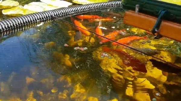 Кормление золотых рыбок.  Füttern der goldenen Fische.