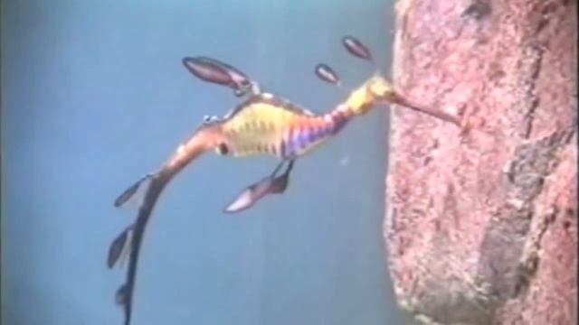 Facts: The Weedy Seadragon смотреть онлайн
