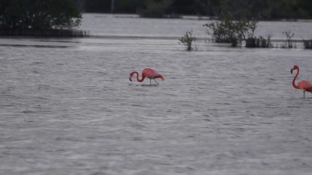 20161204 Red flamingo in Cuba - Красные фламинго на Кубе смотреть онлайн