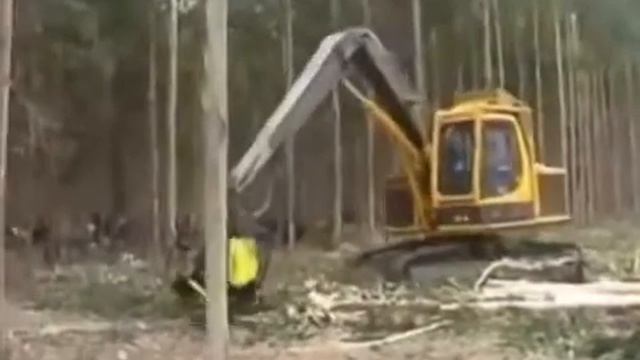 Как в Китае рубят лес смотреть онлайн